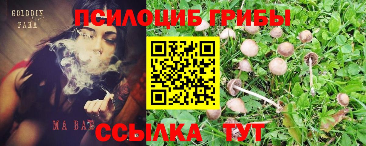 Галлюциногенные грибы Psilocybe  Вход с VPN  Гусь-Хрустальный  Галлюциногенные грибы Magic Shrooms 